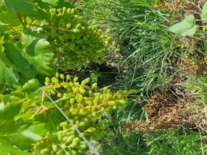 vand vie pe rod  - imagine 4