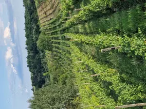 vand vie pe rod  - imagine 7