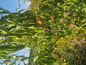 vand vie pe rod  - imagine 8