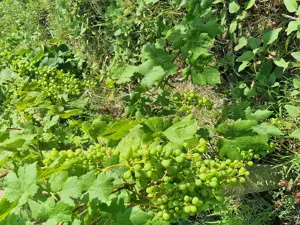 vand vie pe rod  - imagine 5