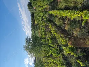 vand vie pe rod  - imagine 6