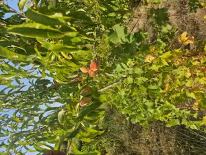 vand vie pe rod  - imagine 9