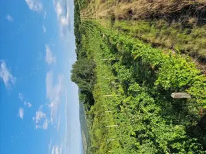 vand vie pe rod  - imagine 10