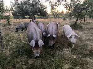 Porci mangalița  duroc - imagine 4