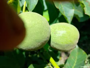 nuci verzi cum miezul de nucă verde 100% bio deosebit de mari - imagine 4