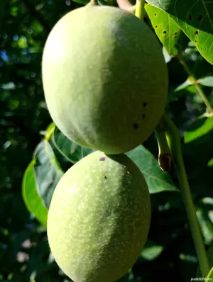 nuci verzi cum miezul de nucă verde 100% bio deosebit de mari - imagine 5