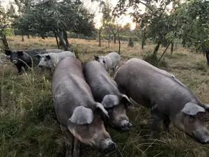 Porci mangalița  duroc - imagine 2