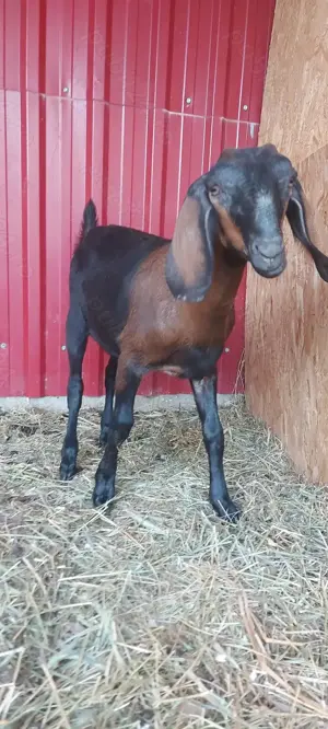 De vânzare ieduță 