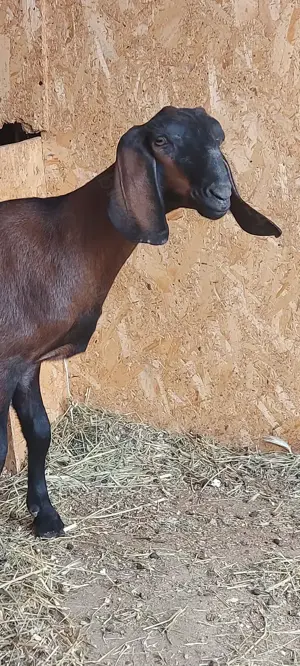 De vânzare ieduță  - imagine 3