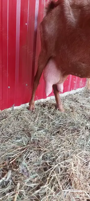 De vânzare ieduță  - imagine 4