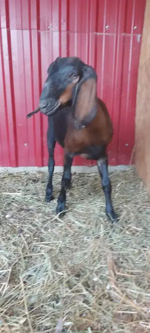 De vânzare ieduță  - imagine 2