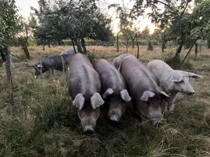 Porci mangalița  duroc - imagine 5