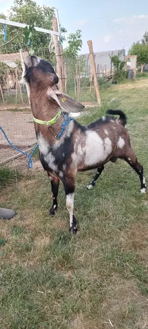 De vânzare ieduță  - imagine 5