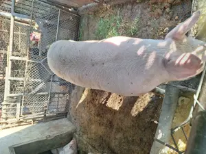 Vând porc 