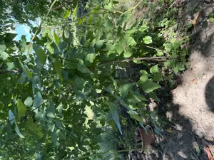 Vand puiet  liliac alb si mov inchis