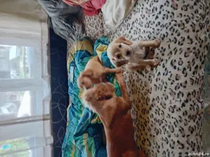 Rasa pura kokeri spaniol 