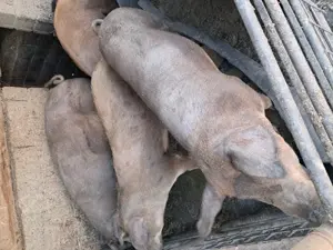 Vand porcii rasa duroc