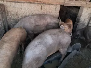 Vand porcii rasa duroc - imagine 2 Vand porcii rasa duroc - imagine 2