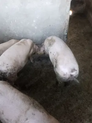 Vând porci de carne - imagine 2