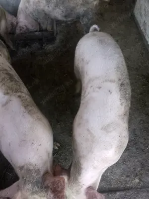 Vând porci de carne