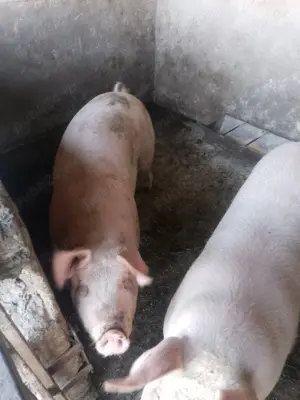 Vând porci de carne - imagine 5