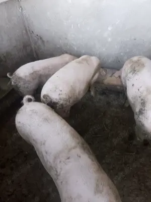 Vând porci de carne - imagine 3