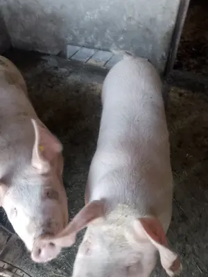 Vând porci de carne - imagine 4