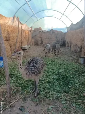 Pui de strut de vanzare -1 luna