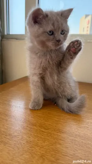 pisica britishshorthair  - imagine 2