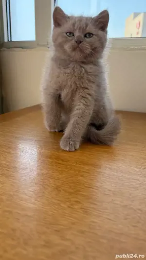 pisica britishshorthair 