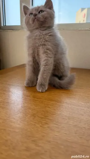 pisica britishshorthair  - imagine 3