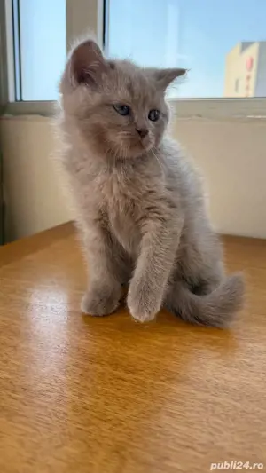pisica britishshorthair  - imagine 4