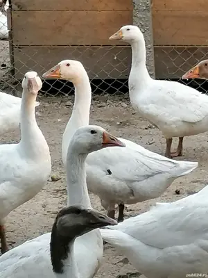Vând gâște 