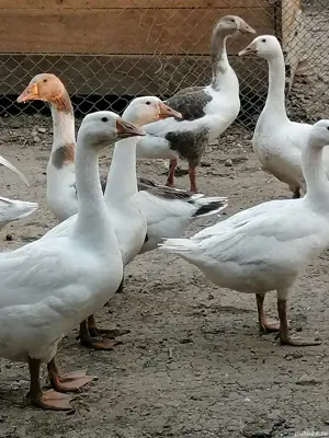Vând gâște  - imagine 3