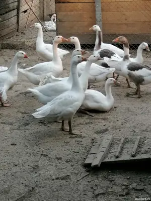 Vând gâște  - imagine 5