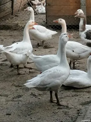 Vând gâște  - imagine 4