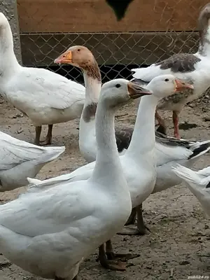Vând gâște  - imagine 2