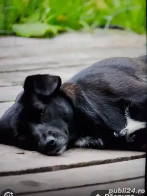 Catelusa pentru adoptie, varsta un an 