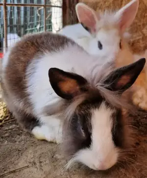 Iepuri pititci -Pui - imagine 2 Iepuri pititci -Pui - imagine 2