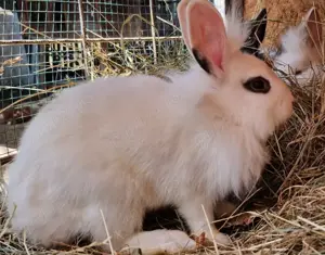 Iepuri pititci -Pui - imagine 3 Iepuri pititci -Pui - imagine 3