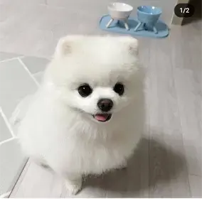 Catelusi Pomeranian Mini super jucausi si frumosi.