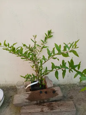 Rodiu Entek Habi Saveh la ghiveci