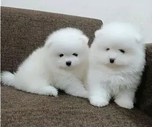Catelusi Pomeranian Mini super jucausi si frumosi.Au tratamentele la zi.