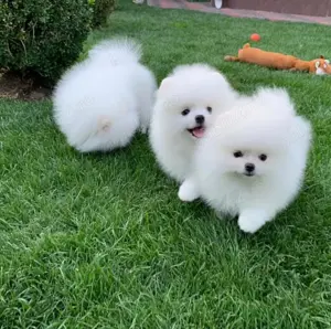Catelusi Pomeranian Mini super jucausi si frumosi.Au tratamentele la zi