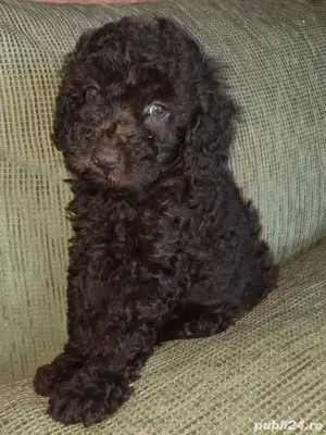 Pudel mascul ciocolatiu - imagine 3