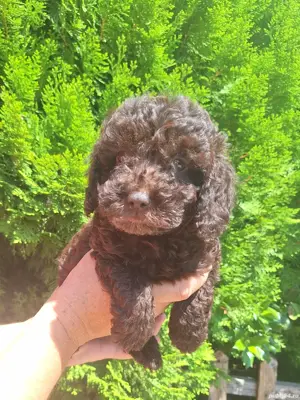 Pudel mascul ciocolatiu - imagine 2