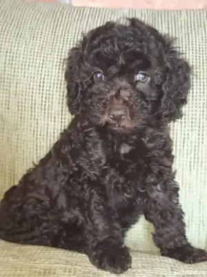 Pudel mascul ciocolatiu - imagine 4