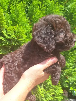 Pudel mascul ciocolatiu