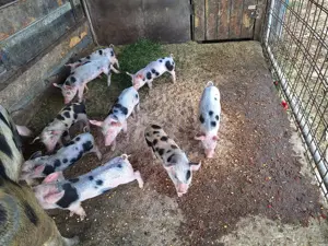 9 buc de vanzare in Arad 