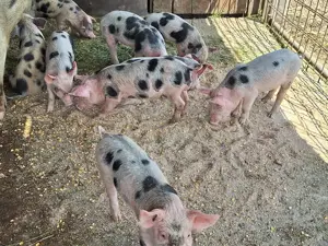 9 buc de vanzare in Arad  - imagine 3